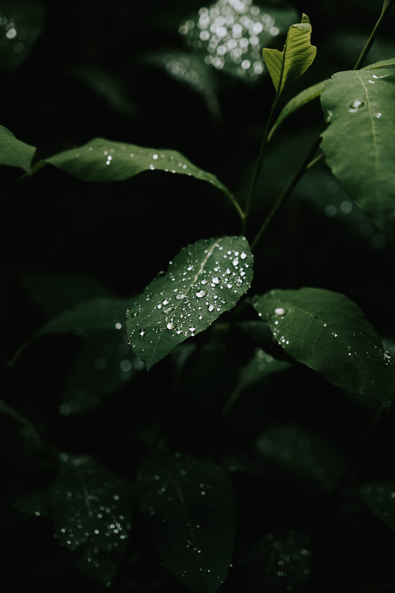 DSCF5478