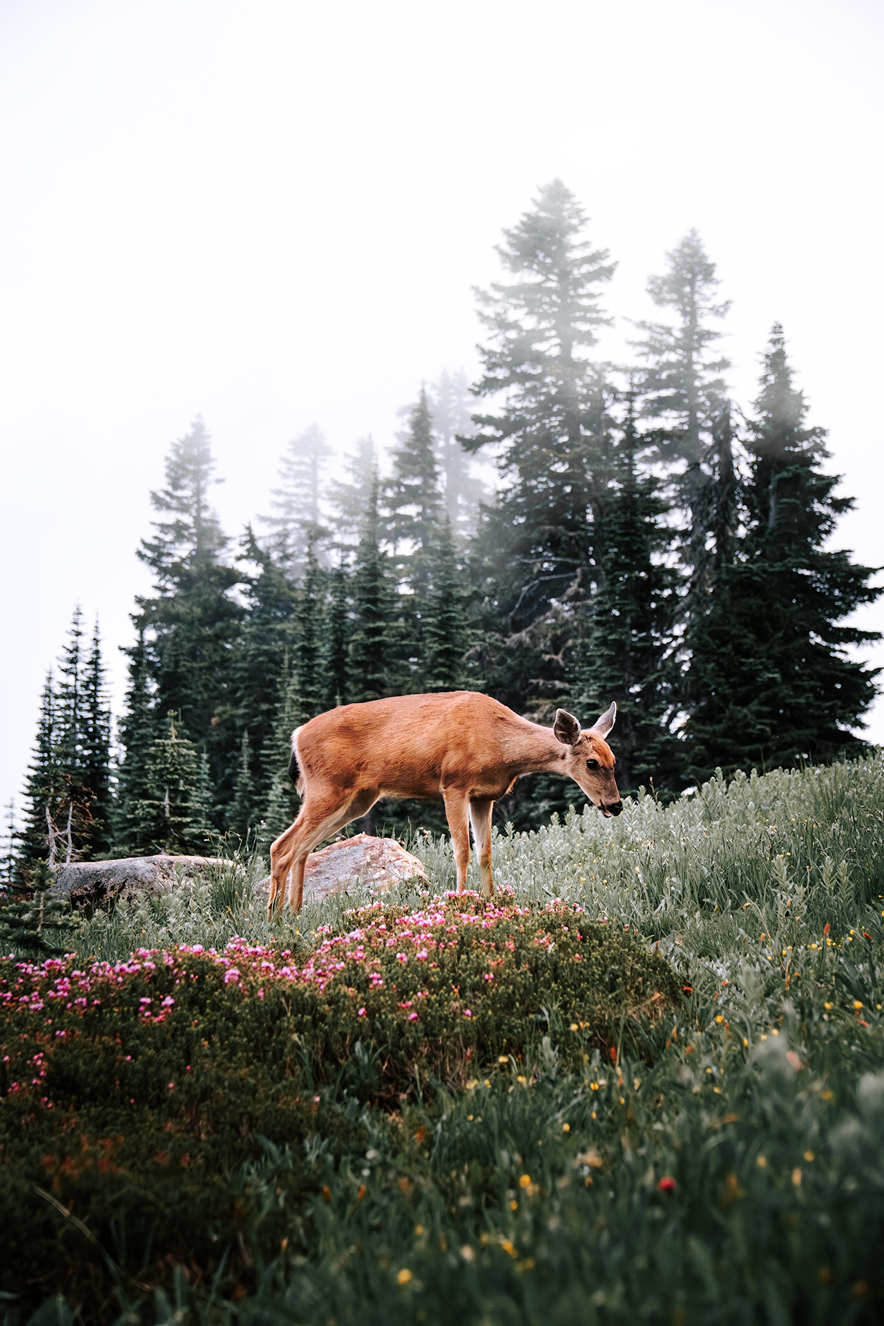 Deerparadisemoody